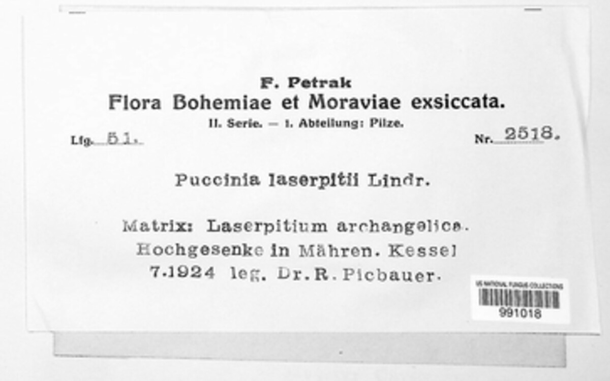 Puccinia laserpitii image